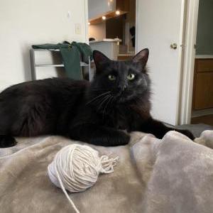 Lost Cat Bb