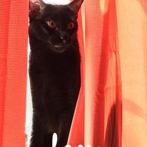 Lost Cat Merlin