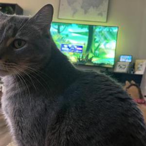 Lost Cat Princeton