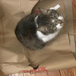 Lost Cat Bibs