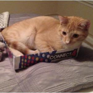 Lost Cat Roger
