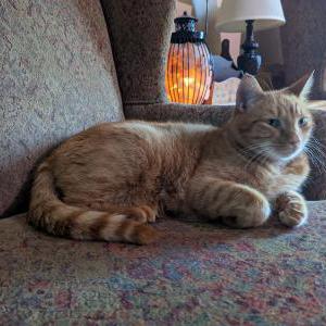 Lost Cat Mr.Gibbs