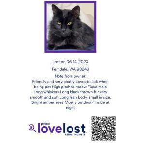 Lost Cat Jerry