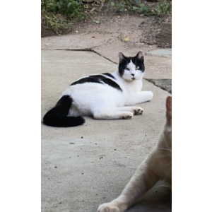 Lost Cat Oreo