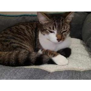 Lost Cat Rosie
