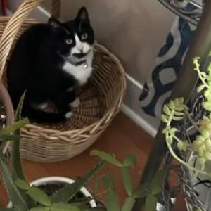 Lost Cat Winston