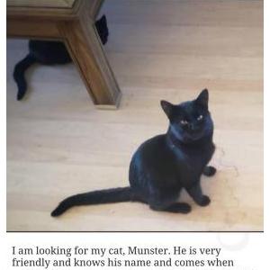 Lost Cat MUNSTER