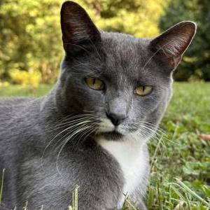 Lost Cat Linda