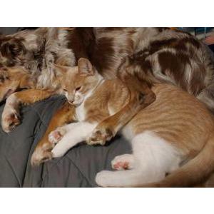 Lost Cat Creme