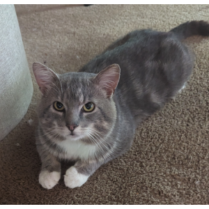Lost Cat Simon