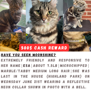 Lost Cat Moonshine