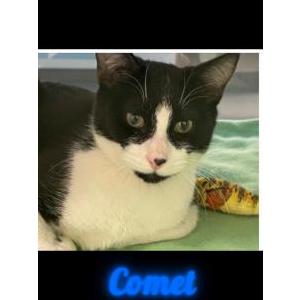 Lost Cat Comet