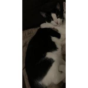 Lost Cat Momo jr