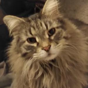 Lost Cat RAMBO