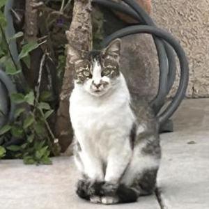 Found Cat Unknown
