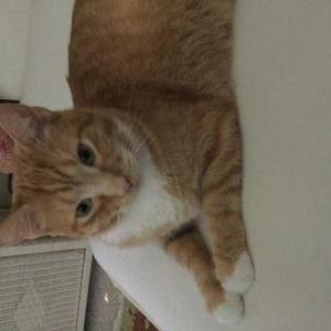 Lost Cat Tigger