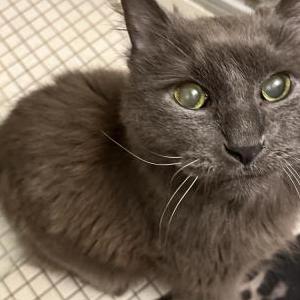 Found Cat Unknown