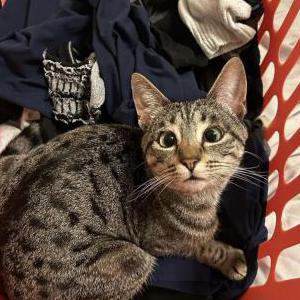 Lost Cat Gia