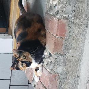 Lost Cat Beatrice