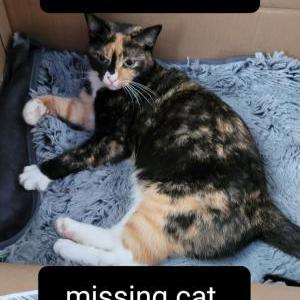 Lost Cat Bubbie