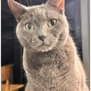 Lost Cat Gray