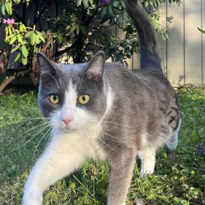 Lost Cat Milo
