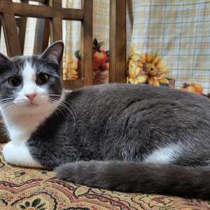 Lost Cat Lulu