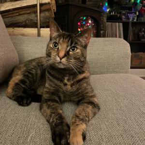 Lost Cat Pickle
