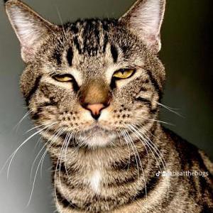 Lost Cat Squirrel
