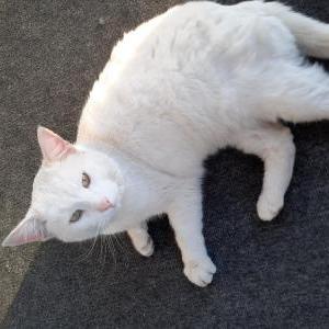 Lost Cat Tarot