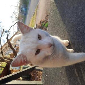 2nd Image of Tarot, Lost Cat