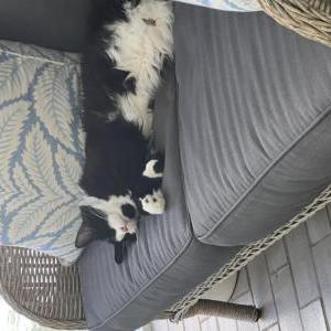 Lost Cat Banks Queen