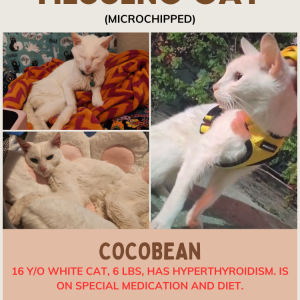 Lost Cat Cocobean