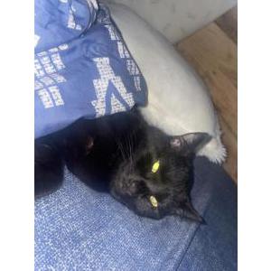 Lost Cat Elton or Morpheous