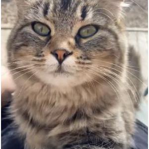 Lost Cat DJ