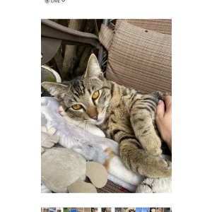 Lost Cat Chester