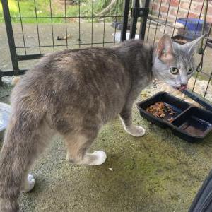 Found Cat unknown