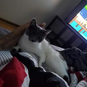 Lost Cat Hazey