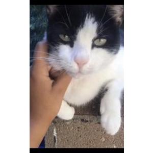 Lost Cat Riley