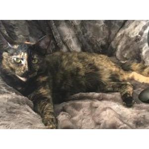 Lost Cat Snickers