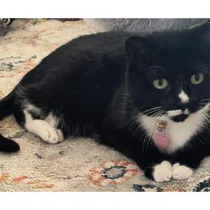 Lost Cat Suzie Q