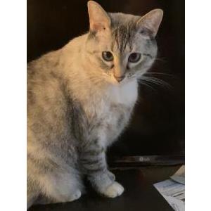 Lost Cat Princess