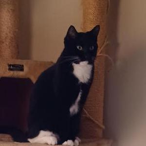 Lost Cat Piper