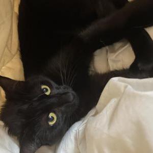 Lost Cat Salem