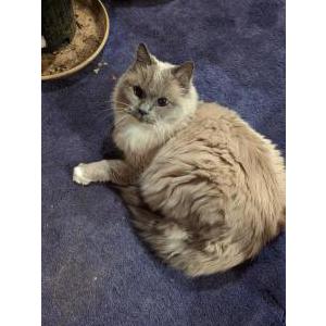 Lost Cat Gizmo