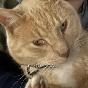 Lost Cat Meeko