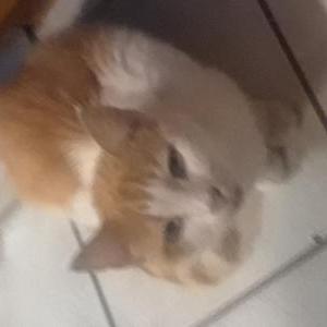 Found Cat Unknown