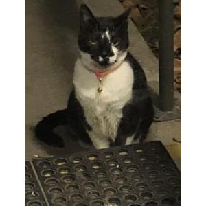 Lost Cat Pepè LePew