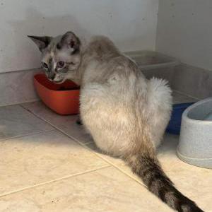 Lost Cat Yeti