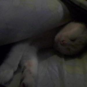 Lost Cat Goody